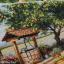Under the Lemon Tree