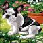 Dog et fleurs
