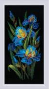 Beautiful Irises