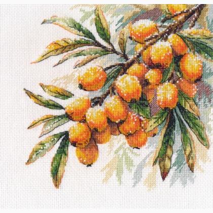 A Branch of Sea Buckthorn