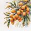 A Branch of Sea Buckthorn