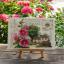 Hollyhock Cottage