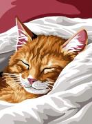 Sleeping cat