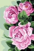 Peonies
