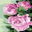 Peonies