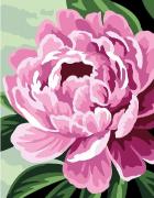 Peony