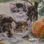 Pumpkin Patch Chase